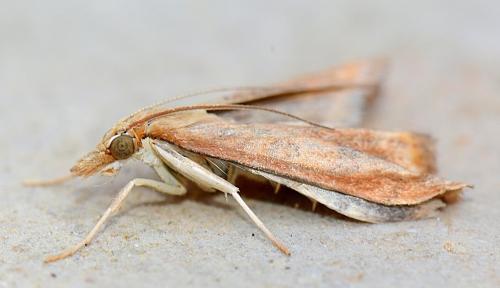 Réf. 289 572 : Udea ferrugalis